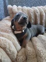 Blu, a male Miniature Dachshund for sale in Rainbow City, AL – Photo 5 of 10