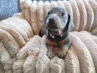 Blu, a male Miniature Dachshund for sale in Rainbow City, AL – Photo 1 of 10