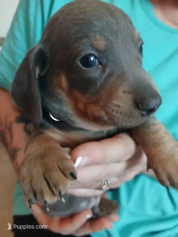 Blu – Miniature Dachshund puppy for sale in Rainbow City, AL