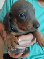 Blu, a male Miniature Dachshund for sale in Rainbow City, AL – Photo 3 of 10