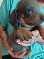 Blu, a male Miniature Dachshund for sale in Rainbow City, AL – Photo 4 of 10