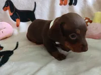 Remy, a female Miniature Dachshund for sale in Rainbow City, AL – 5 of 10