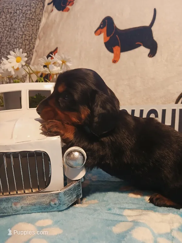 Jackson - Long hair, a male Miniature Dachshund for sale in Rainbow City, AL – Photo 1 of 6