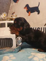 Jackson - Long hair, a male Miniature Dachshund for sale in Rainbow City, AL – Photo 1 of 6