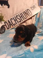 Jackson - Long hair, a male Miniature Dachshund for sale in Rainbow City, AL – Photo 3 of 6