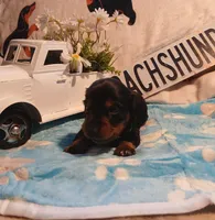 Jackson - Long hair, a male Miniature Dachshund for sale in Rainbow City, AL – Photo 2 of 6