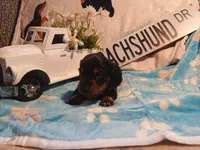 Jackson - Long hair, a male Miniature Dachshund for sale in Rainbow City, AL – Photo 6 of 6