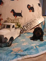 Jackson - Long hair, a male Miniature Dachshund for sale in Rainbow City, AL – 5 of 10