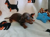 Savage, a male Miniature Dachshund for sale in Rainbow City, AL – 2 of 10