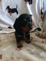 Jackson - Long hair, a male Miniature Dachshund for sale in Rainbow City, AL – 8 of 10