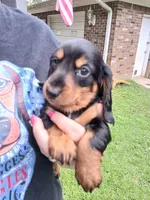 Jackson - Long hair, a male Miniature Dachshund for sale in Rainbow City, AL – 4 of 10