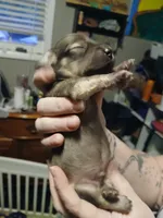 Clyde, a male Miniature Dachshund for sale in Rainbow City, AL – 2 of 5