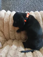 Hudson, a male Miniature Dachshund for sale in Rainbow City, AL – Photo 10 of 10