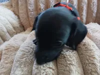 Hudson, a male Miniature Dachshund for sale in Rainbow City, AL – Photo 4 of 10