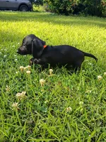 Harley 🐈‍⬛️ -short hair, a male Miniature Dachshund for sale in Rainbow City, AL – Photo 10 of 10