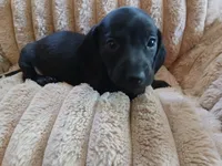 Hudson, a male Miniature Dachshund for sale in Rainbow City, AL – Photo 3 of 10