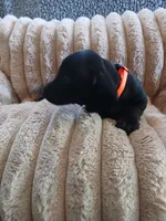 Hudson, a male Miniature Dachshund for sale in Rainbow City, AL – Photo 9 of 10