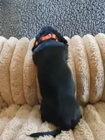 Hudson, a male Miniature Dachshund for sale in Rainbow City, AL – Photo 6 of 10