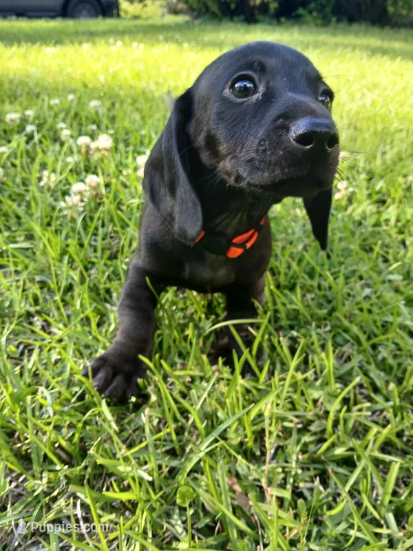 Harley 🐈‍⬛️  – Miniature Dachshund puppy for sale in Rainbow City, AL