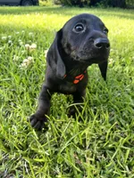 Harley 🐈‍⬛️ -short hair, a male Miniature Dachshund for sale in Rainbow City, AL – Photo 1 of 10