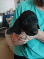 Hudson, a male Miniature Dachshund for sale in Rainbow City, AL – Photo 7 of 10