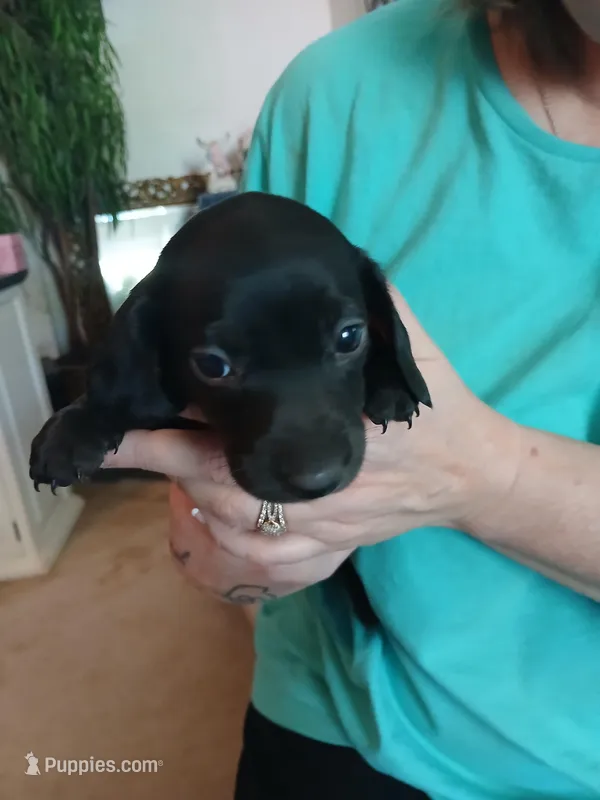 Harley – Miniature Dachshund puppy for sale in Rainbow City, AL