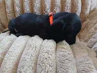 Hudson, a male Miniature Dachshund for sale in Rainbow City, AL – Photo 2 of 10