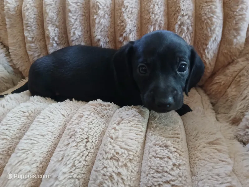 Hudson – Miniature Dachshund puppy for sale in Rainbow City, AL