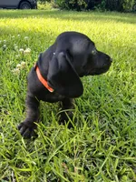 Harley 🐈‍⬛️ -short hair, a male Miniature Dachshund for sale in Rainbow City, AL – Photo 9 of 10