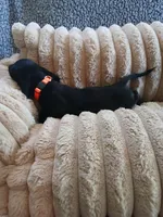 Hudson, a male Miniature Dachshund for sale in Rainbow City, AL – Photo 5 of 10