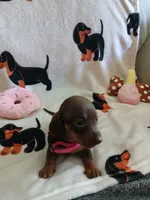 Winnie the Runt, a female Miniature Dachshund for sale in Rainbow City, AL – 5 of 10