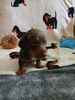 Gage , a male Miniature Dachshund for sale in Rainbow City, AL – 10 of 10
