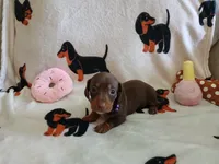 Kimber, a female Miniature Dachshund for sale in Rainbow City, AL – 3 of 10