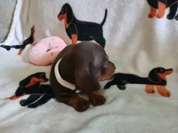 Remy, a female Miniature Dachshund for sale in Rainbow City, AL – 7 of 10