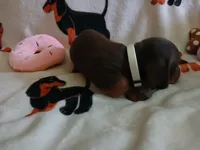 Remy, a female Miniature Dachshund for sale in Rainbow City, AL – 6 of 10