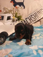 Jackson - Long hair, a male Miniature Dachshund for sale in Rainbow City, AL – 4 of 10