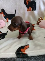 Winnie the Runt, a female Miniature Dachshund for sale in Rainbow City, AL – 6 of 10