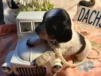 Tilly - long hair, a female Miniature Dachshund for sale in Rainbow City, AL – Photo 2 of 7