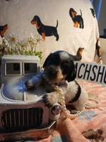 Tilly - long hair, a female Miniature Dachshund for sale in Rainbow City, AL – Photo 6 of 7
