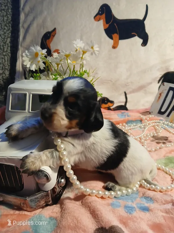Tilly - long hair, a female Miniature Dachshund for sale in Rainbow City, AL – Photo 1 of 7