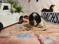 Tilly - long hair, a female Miniature Dachshund for sale in Rainbow City, AL – Photo 4 of 7