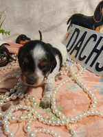 Tilly - long hair, a female Miniature Dachshund for sale in Rainbow City, AL – Photo 5 of 7