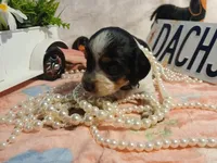Tilly - long hair, a female Miniature Dachshund for sale in Rainbow City, AL – Photo 3 of 7