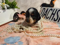 Tilly - long hair, a female Miniature Dachshund for sale in Rainbow City, AL – Photo 7 of 7