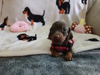 Winnie the Runt, a female Miniature Dachshund for sale in Rainbow City, AL – 4 of 10