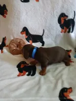 Colt, a male Miniature Dachshund for sale in Rainbow City, AL – 5 of 9