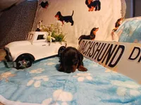 Maverick long hair, a male Miniature Dachshund for sale in Rainbow City, AL – Photo 7 of 7