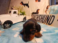 Maverick long hair, a male Miniature Dachshund for sale in Rainbow City, AL – Photo 6 of 7
