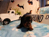Maverick long hair, a male Miniature Dachshund for sale in Rainbow City, AL – Photo 5 of 7