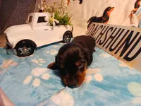 Maverick long hair, a male Miniature Dachshund for sale in Rainbow City, AL – Photo 4 of 7